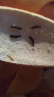 Черви в апельсинах