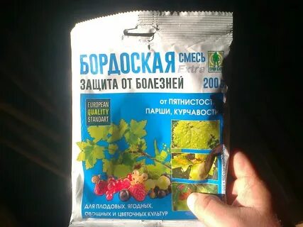 Можно ли опрыскивать смородину медным купоросом