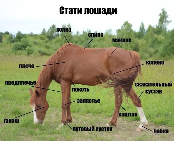 Как называется профессия где лошади. Строение лошади Маклок. Части тела лошади названия. Внешнее строение лошади. Тело лошади.