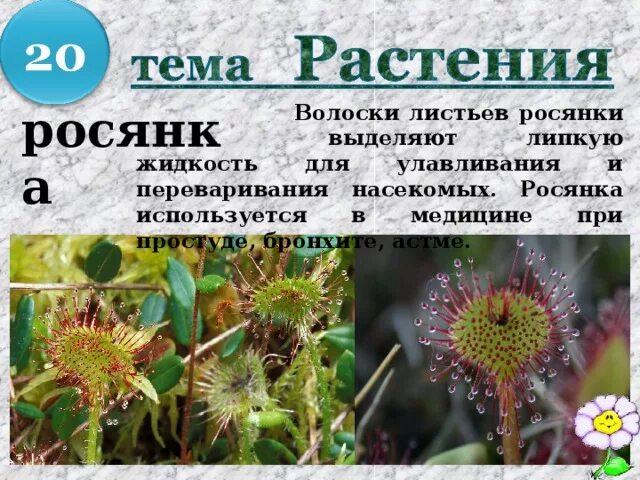 В чем выражается приспособление росянки