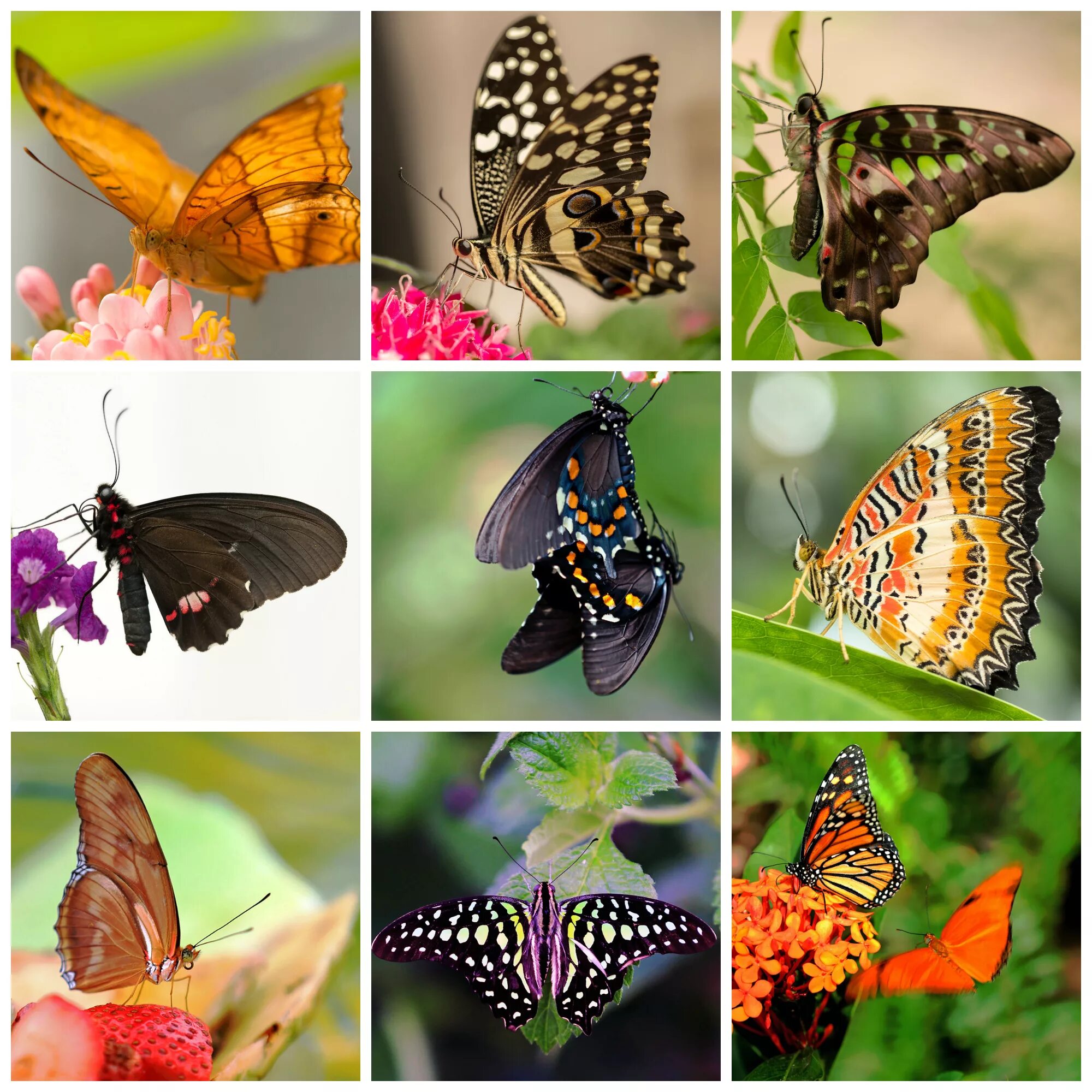 Разнообразие бабочек. Бабочки. Экзотические бабочки. Тропические бабочки.