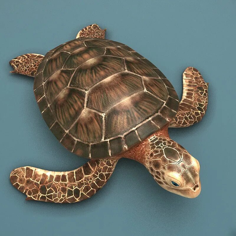 Панцирь морской черепахи. Черепаха карапакса. Черепаший панцирь Бразилия. Черепаха 3ds Max.