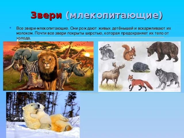 Какое животное рождает. Млекопитающие звери. Это млекопитающее или животное. Млекопитающие млекопитающие звери. Звери или млекопитающие рождают и выкармливают.