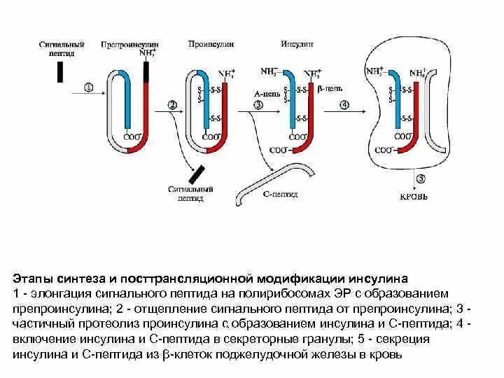 Посттрансляционная модификация инсулина. Биосинтез инсулина схема. Синтез проинсулина. Этапы синтеза инсулина биохимия. Участвует в синтезе инсулина