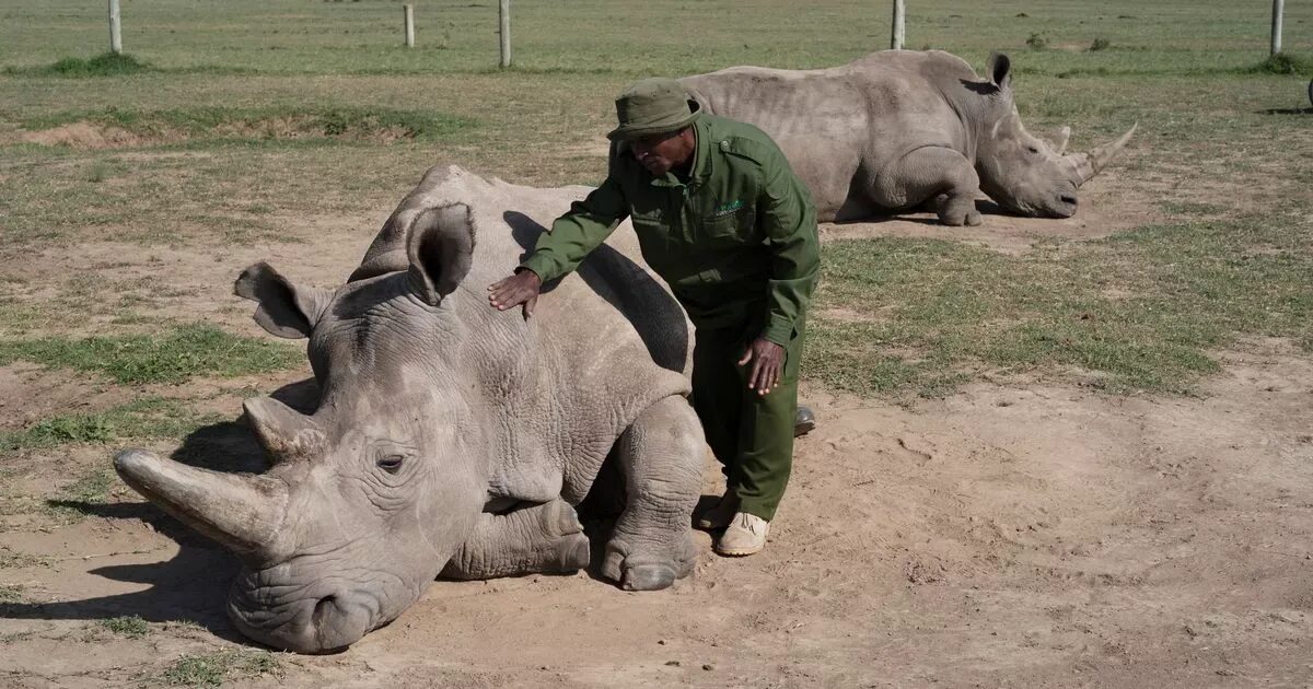 Северный белый носорог Судан. Северный белый носорог охрана. Северный белый носорог 2021. Наджин белый носорог.
