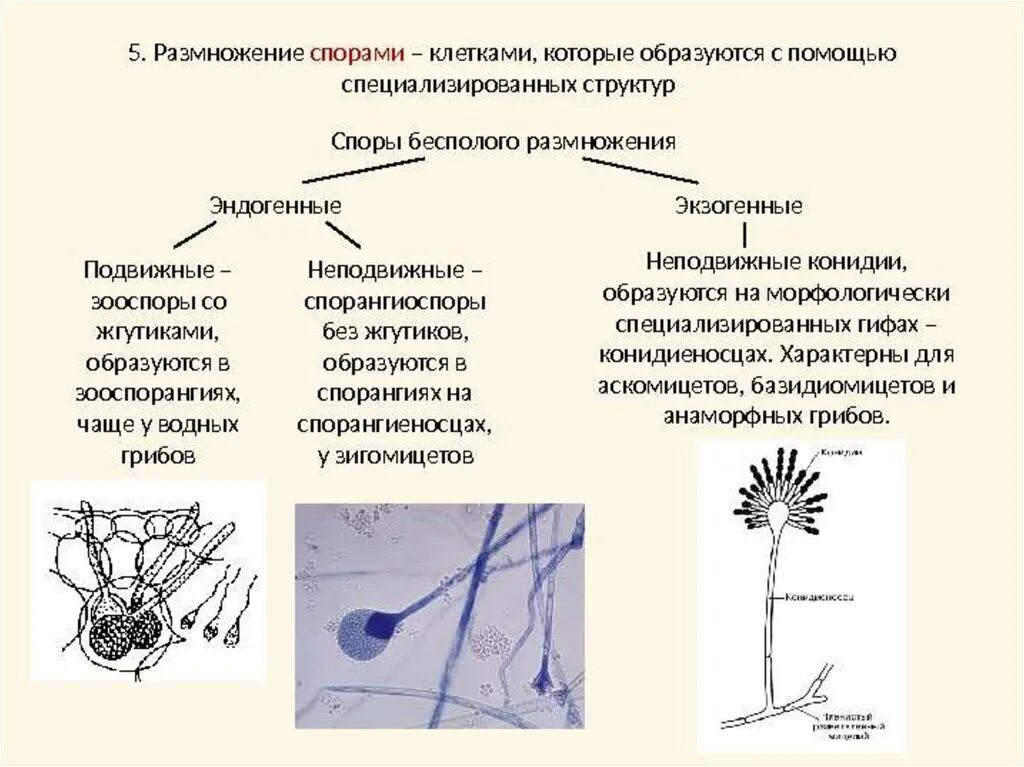 Происходит образование спор происходит размножение. Споры грибов типы. Экзогенные чпоры гр бов. Споры бесполого спороношения грибов. Зооспоры, спорангиоспоры, конидии.