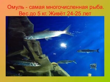 Среда обитания омуля