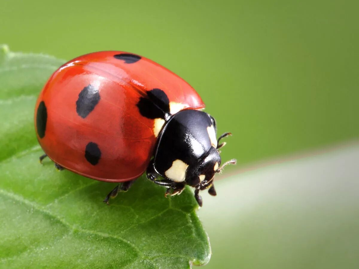 Как назвать божью коровку. Жук Божья коровка. Ladybird Божья коровка. Божья коровка с красными пятнами. Божья коровка черная с красными пятнами.