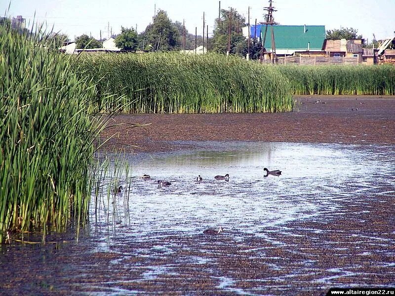 Село ракиты михайловский район. Село Ракиты Михайловского района. Михайловское Алтайский край. Алтайский край Михайловский район село Ракиты. Озеро Ракиты Алтайский край.