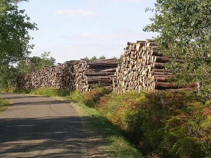 Des landes