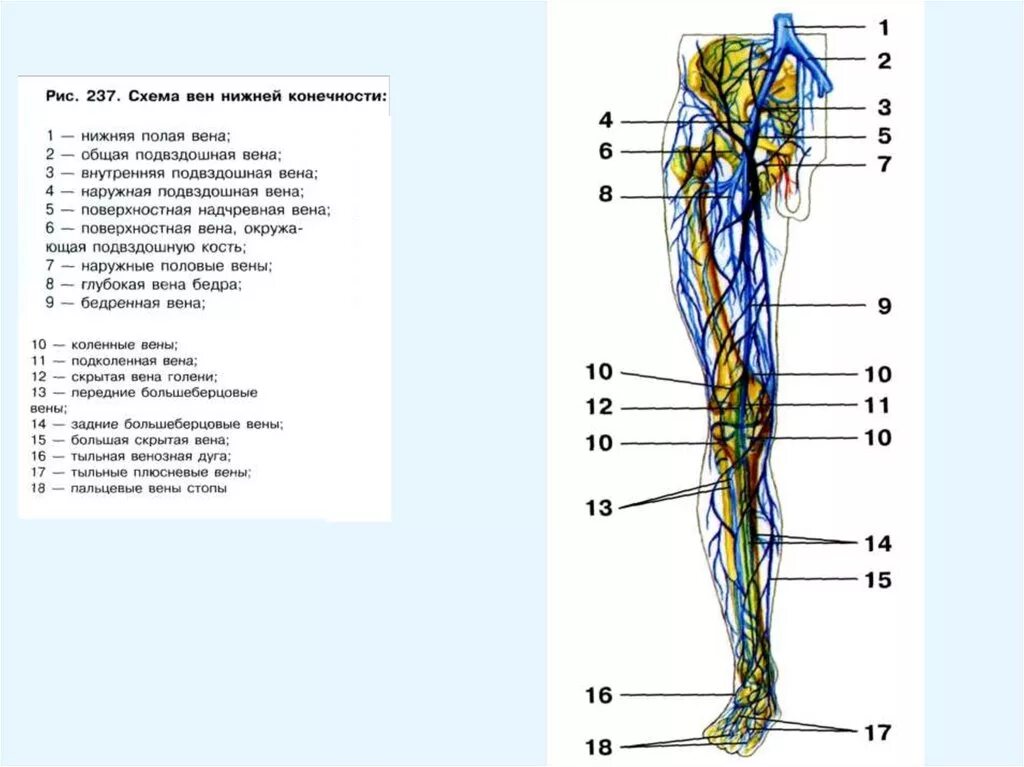 Вена нижних конечностей анатомия венозной системы. Поверхностные вены нижней конечности схема. Строение поверхностных вен нижних конечностей. Схема венозных сосудов верхней половины туловища.