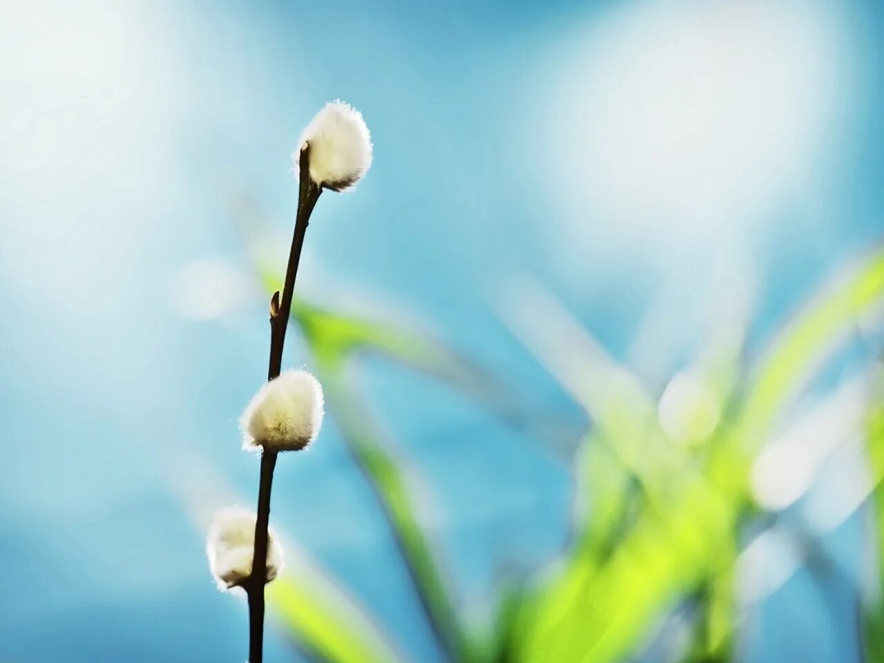 весна цитаты красивые. и все начать сначала как будто это первая весна. жизнь начинается весной. весна природа просыпается. жизнь начинается весной.