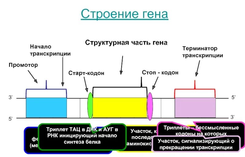 Структура Гена промотон. Структура Гена промотор. Ген структура Гена. Промотор и старт кодон.