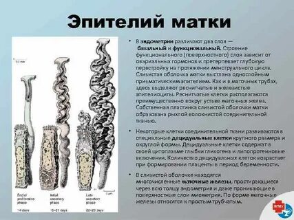 Маточные железы