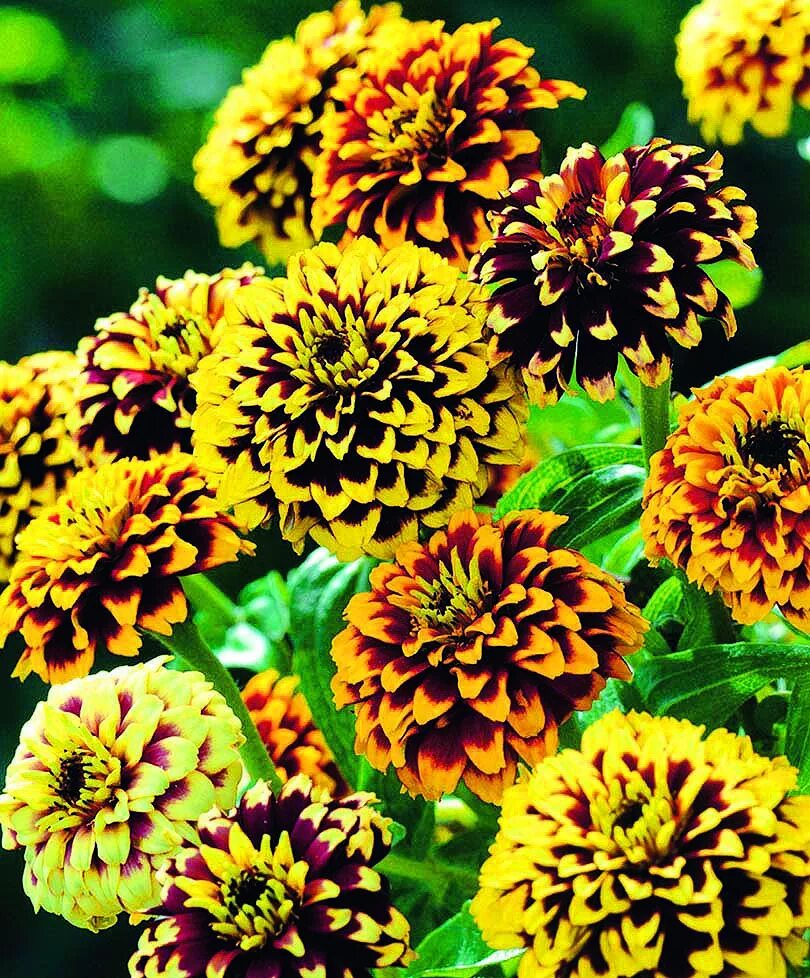 Циния кустовая сорта. Цинния элеганс микс. цинния (zinnia):. циния джази. цинния дабл захара черри.