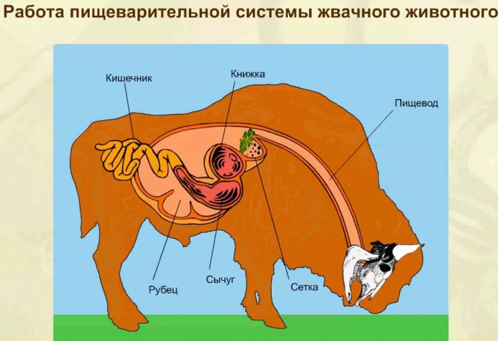 У каких животных короткий кишечник. Отделы пищеварительной системы жвачных млекопитающих. Строение пищеварительной системы жвачных животных. Пищеварительная система коровы анатомия. Пищеварительная система млекопитающих жвачных животных.