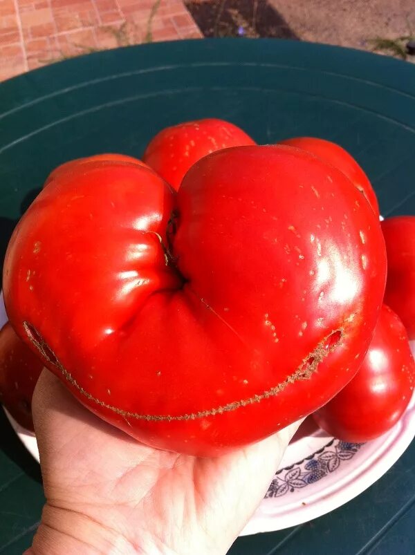 Сорт помидор Бычье сердце. Сорт томатов Бычье сердце. Помидор помидор Бычье сердце. Томат Бычье сердце Минусинское. Сорт томата бычье сердце розовое