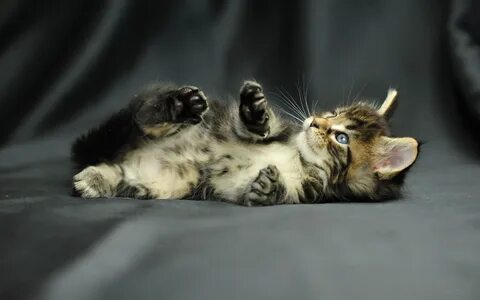 Про кошек которые