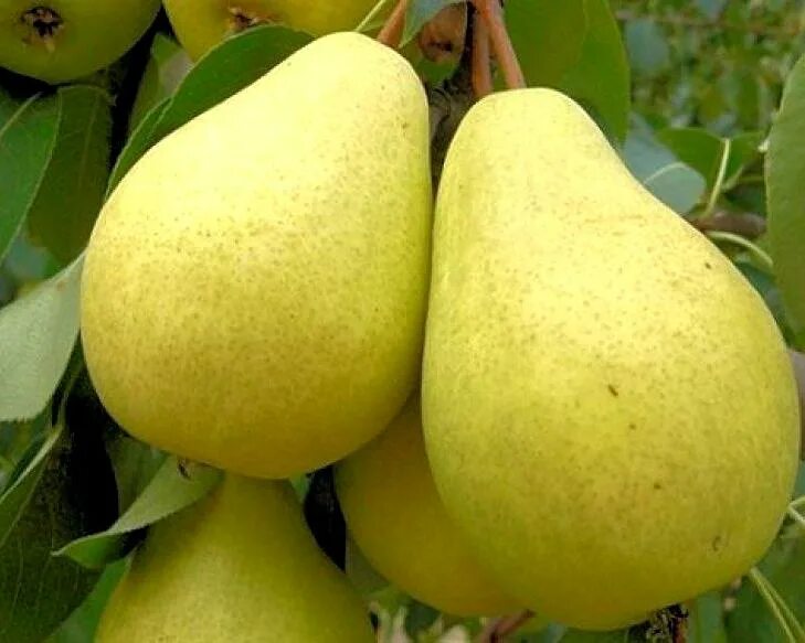 Груша колоновидная медовая. Колоновидная груша северянка. Колоновидная груша сорта медовая. Груша удачная фалкенберга. Колоновидная груша сорта медовая.