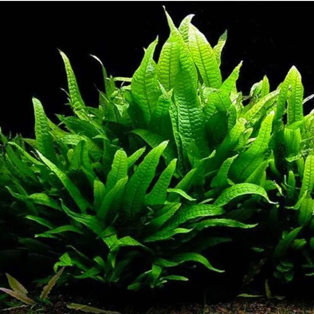 Папоротник таиландский (microsorum pteropus philippine). Болбитис геделоти. Папоротник индийский аквариумное растение. Папоротник цератоптерис аквариумное. Папоротник болбитис аквариумное.