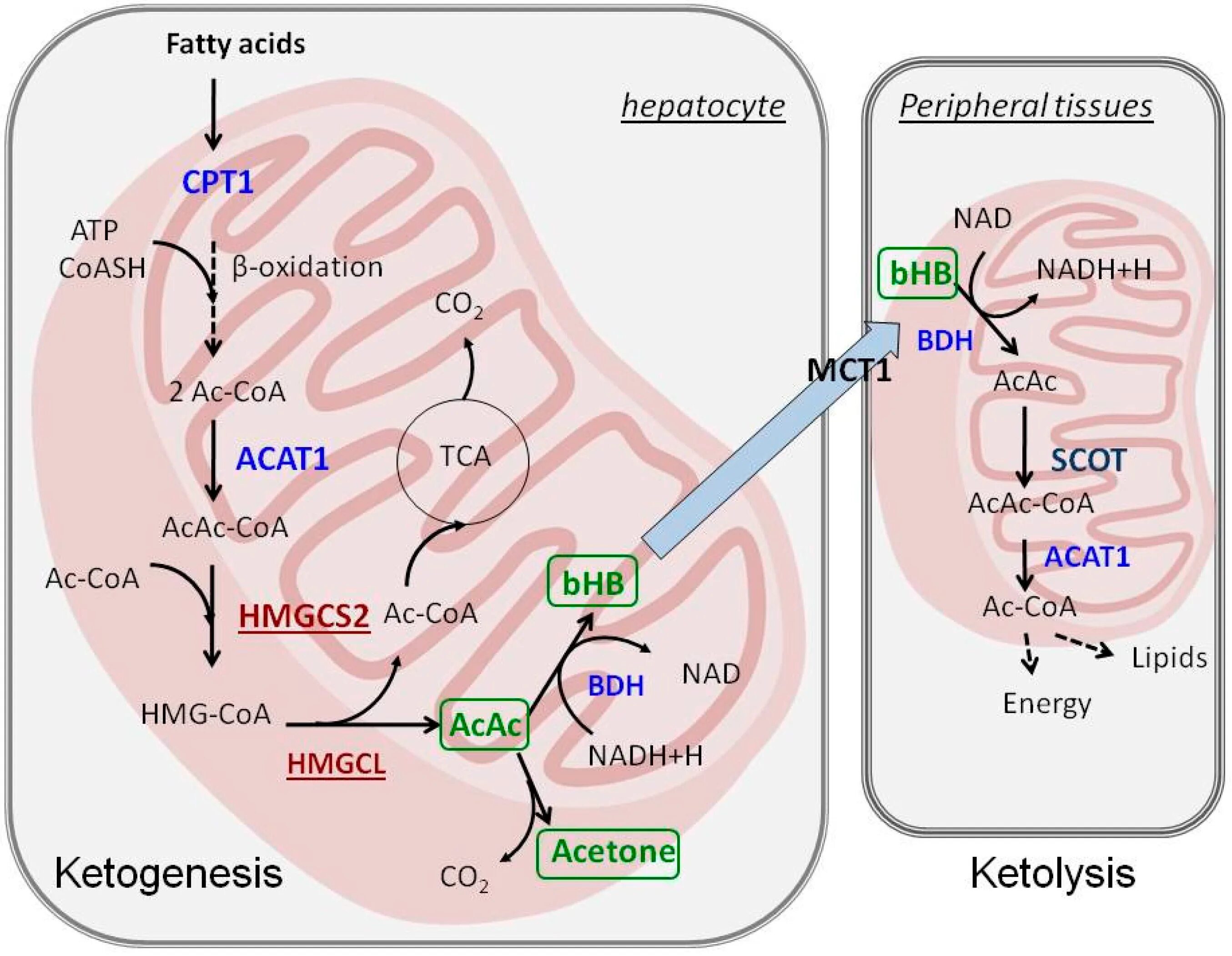 18 1 кислота. Ketogenesis. Механизм кетогенеза. Кетогенез биохимия. Кетогенез при патологии биохимия.