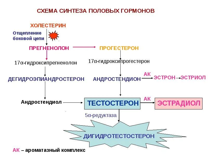 Схема синтеза половых гормонов. Синтез тестостерона схема. Биосинтез половых гормонов схема. Схема выработки гормонов.