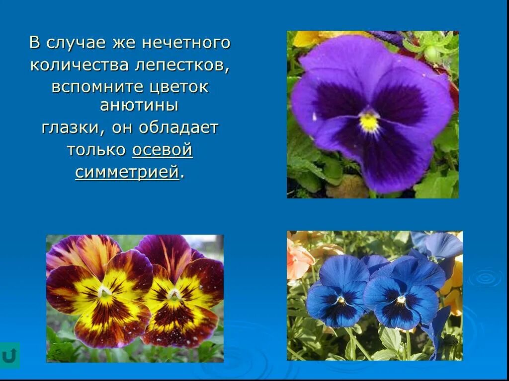 Анютины глазки стихи. Анютины глазки цветы. Анютины глазки Легенда. Анютины глазки симметрия.