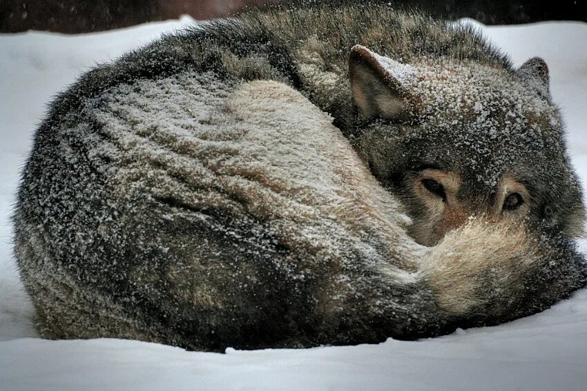 лиса спит зимой. лиса спит. лиса зимой. спящий волк. лиса в снегу.