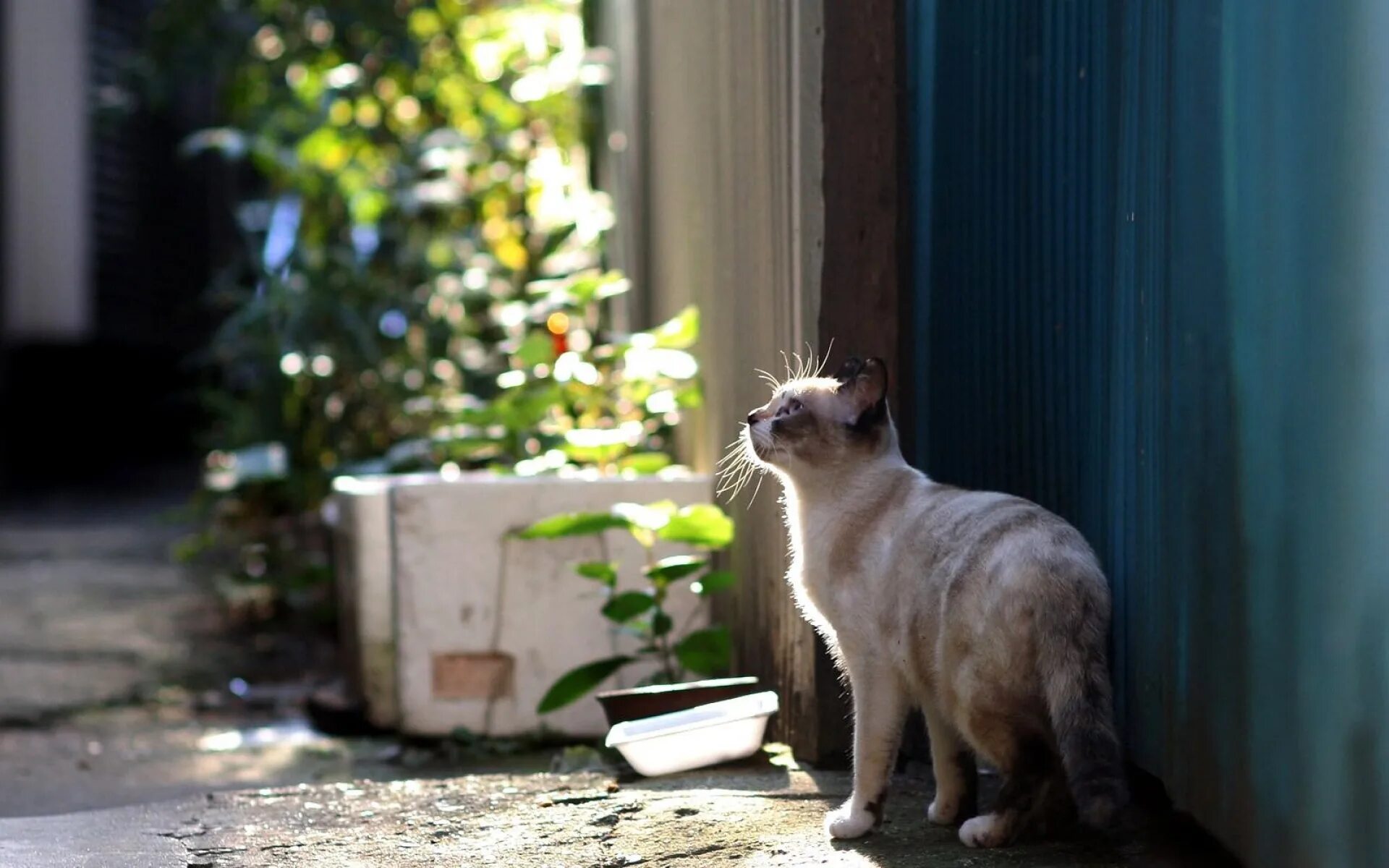 Кошечка гуляет. Кот гуляет. Деревенская кошка. Кошка возле дома. Кошка на прогулке.