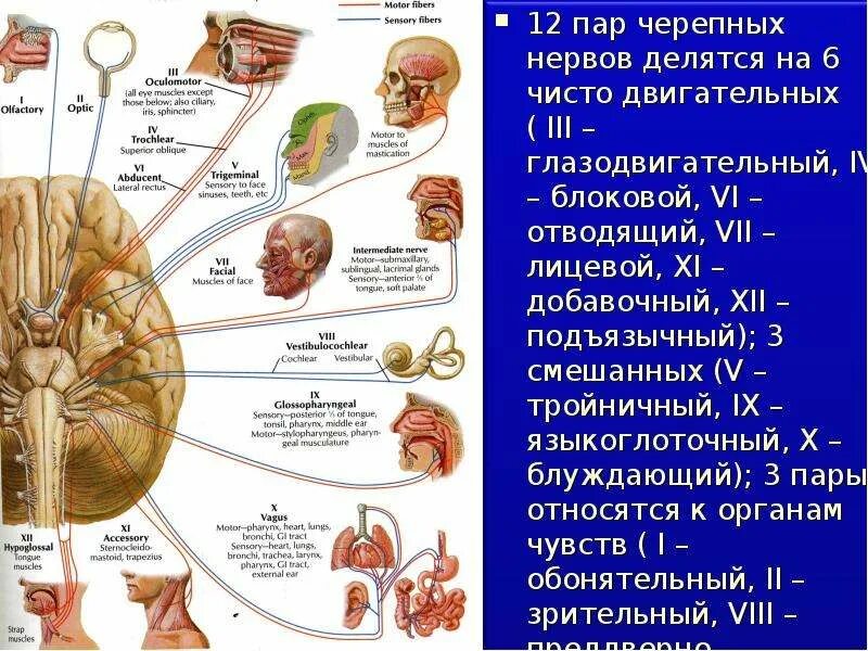 ЧМН 12 пар. 12 Пар черепных нервов схема. 12 Пар черепно мозговых нервов анатомия. Черепно-мозговые нервы 12 пар таблица функции. Структура черепно мозговых нервов