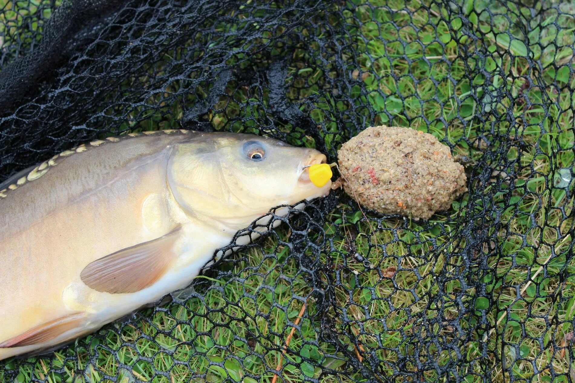 Какая ловить карпа. Сазан (Cyprinus Carpio). Ловля карпа. Карп зеркальный. Рыбалка на карпа.