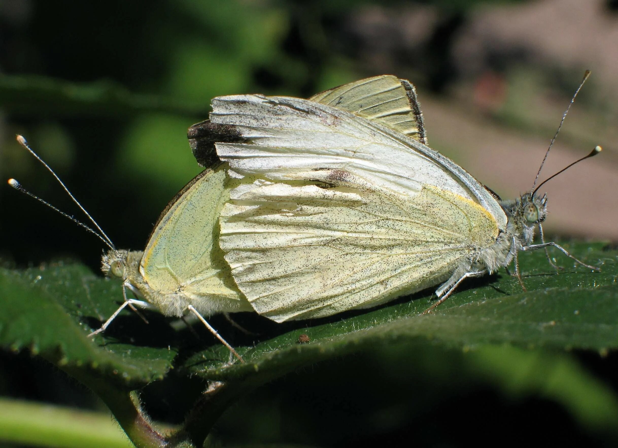 Капустная белянка отряд насекомых. Капустница (Pieris brassicae). Бабочка Белянка капустница. Капустница Белянка. Белая бабочка капустница.