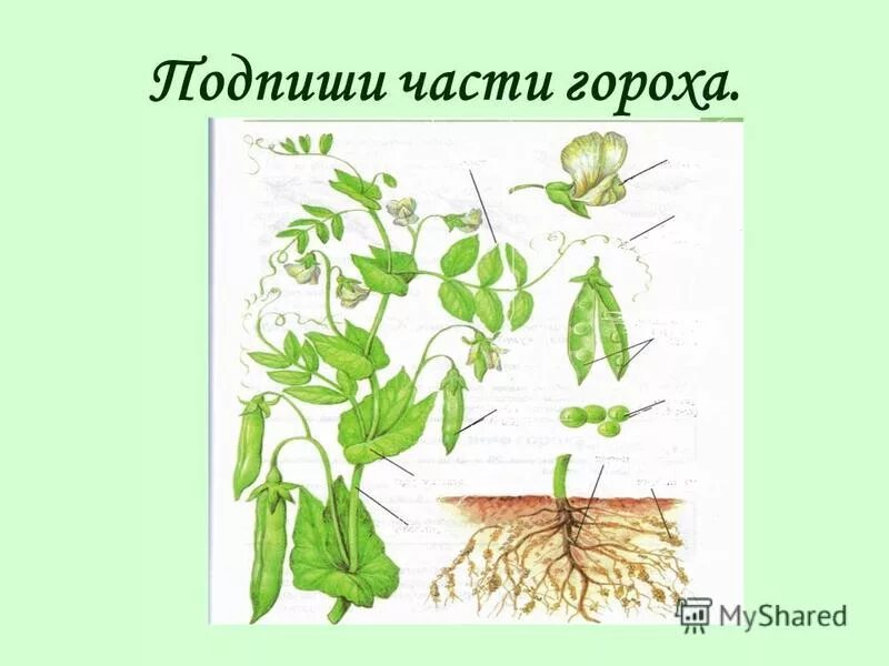 Особенности внешнего строения стебля гороха. Строение гороха. горох строение растения. фасоль части растения. части цветка гороха.