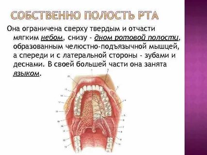 Ротовую полость образуют
