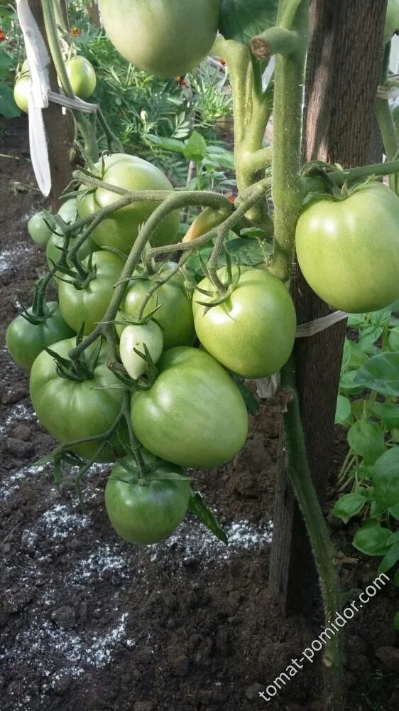 Рио гранде помидор урожайность. Томат красный купол f1. Обские купола томат фото. Томат купола вологодской софии. Обнинские купола томат.