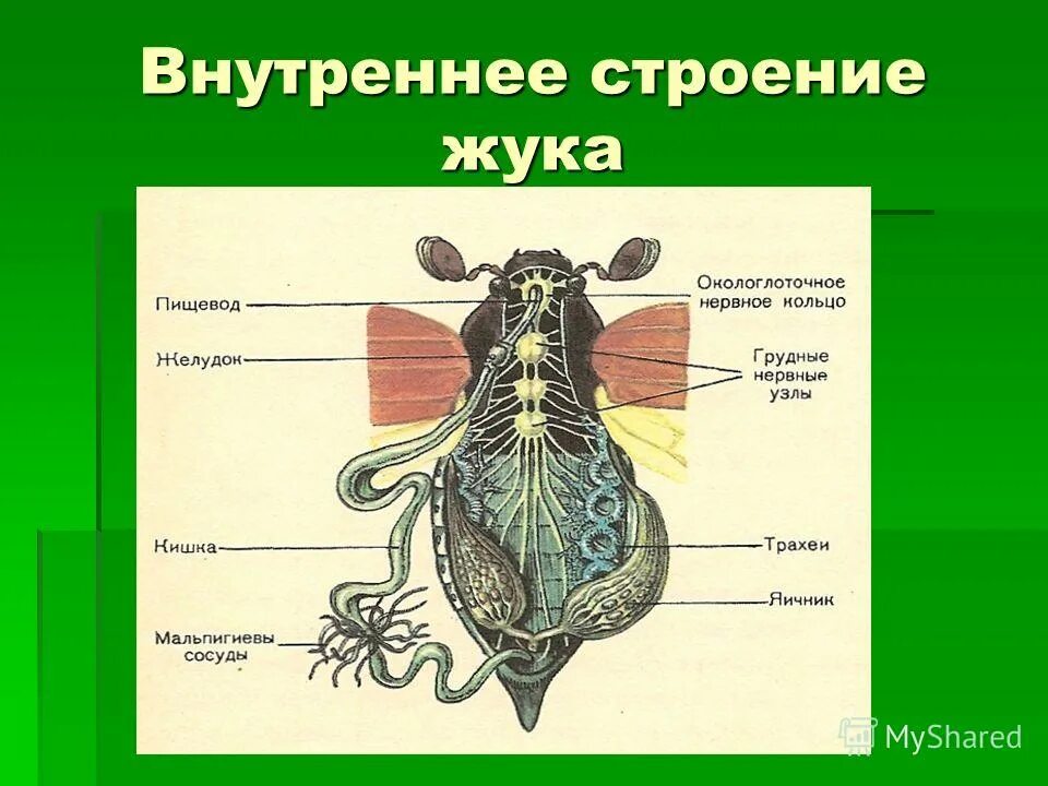 Строение насекомого майского жука. Майский Жук строение внутренних органов. Строение жука. Внешнее и внутреннее строение майского жука. Внутренниестроение жука.