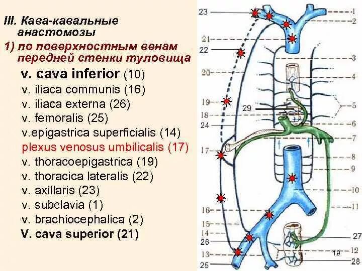 Значение кава кавальных анастомозов. Портокавальные и кавакавальные анастомозы анатомия. кава кавальные и портокавальные анастомозы таблица. венозные анастомозы анатомия таблица. порто-кава-кавальный анастомоз схема.