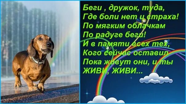 Стихи про собак которые ушли на радугу. Собака на радуге стихи. Стих про животных на радуге. Беги по радуге. Ты беги ты беги туда