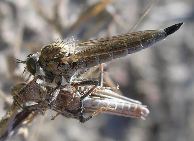 Муха овод. Двукрылые строение крыльев. Двукрылые насекомые. Муха (насекомое) двукрылые. Булавовидные жужжальца.