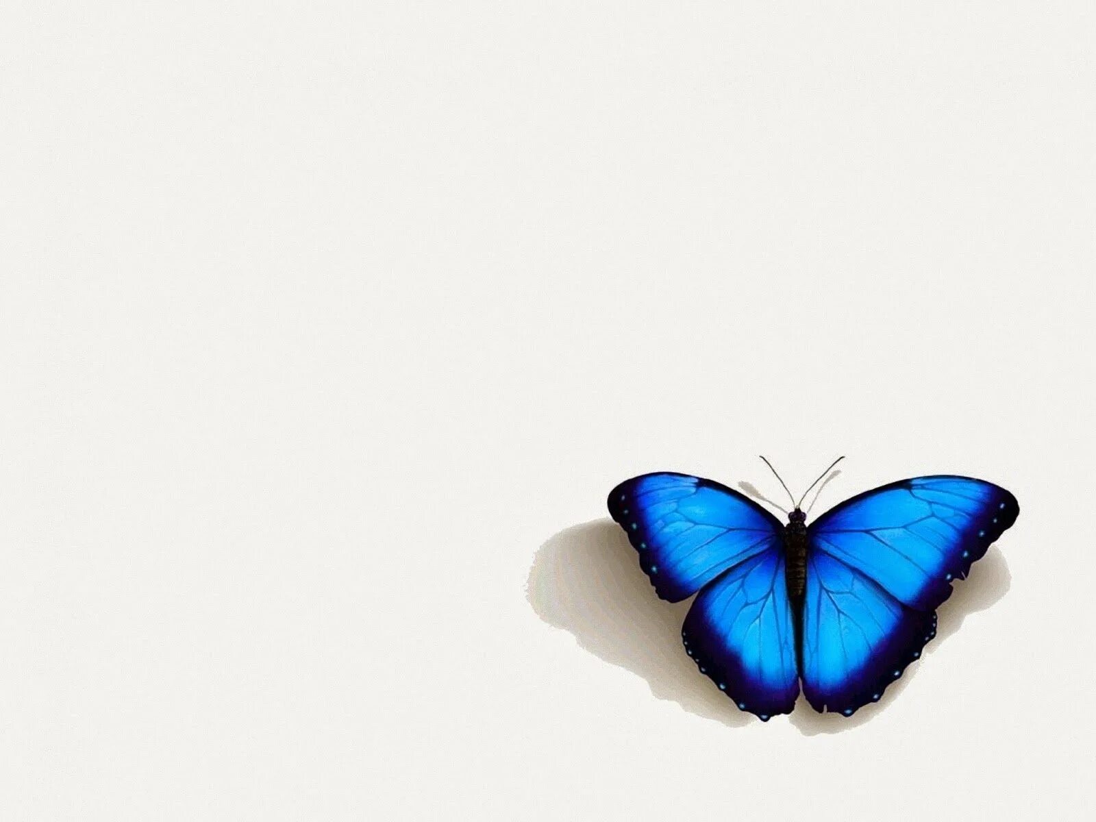 Голубые бабочки фон. Бабочки на белом фоне. Синяя бабочка. Голубые бабочки на белом фоне. Бабочка рисунок на белом фоне.