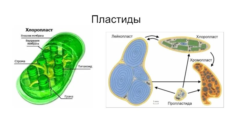 Хлоропласт изображен. Структура клетки растения пластиды. Строение клетки пластиды рисунок. Строение хлоропласта растительной клетки. Хлоропласты растительной клетки рисунок.