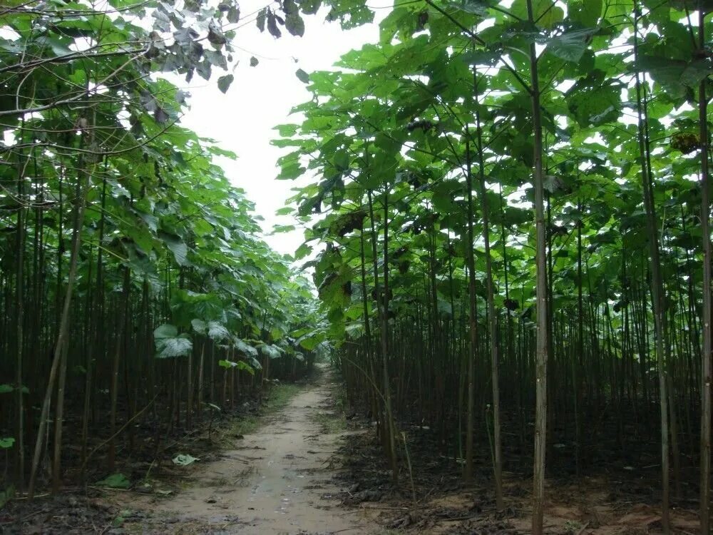 10 деревьев, которые словно с другой планеты Banyan tree, Beautiful tree, Trees 