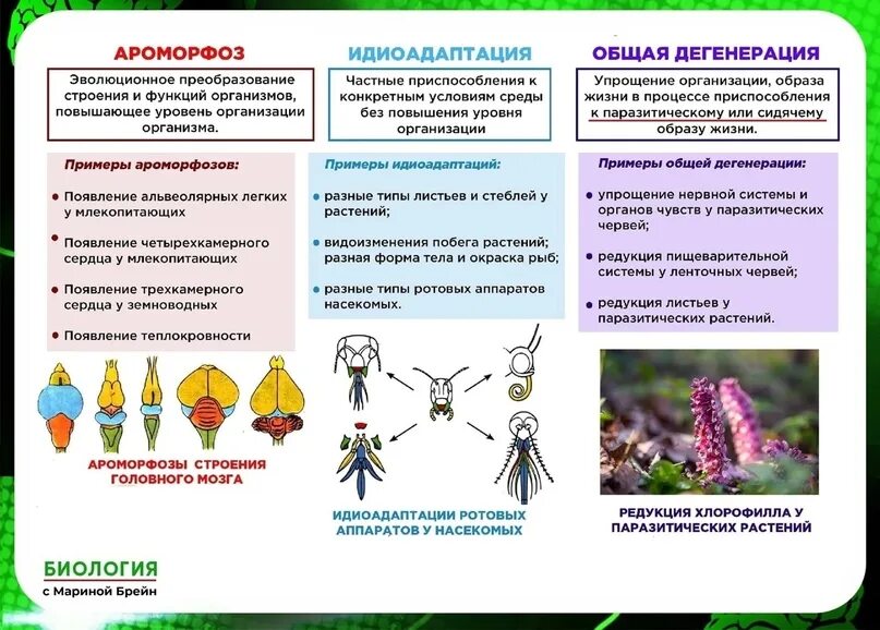 Примеры идиоадаптации и общей дегенерации. Ароморфоз идиоадаптация дегенерация. Ароморфоз общая дегенерация. Идиоадаптация у растений и животных. Ароморфоз идиоадаптация общая дегенерация.