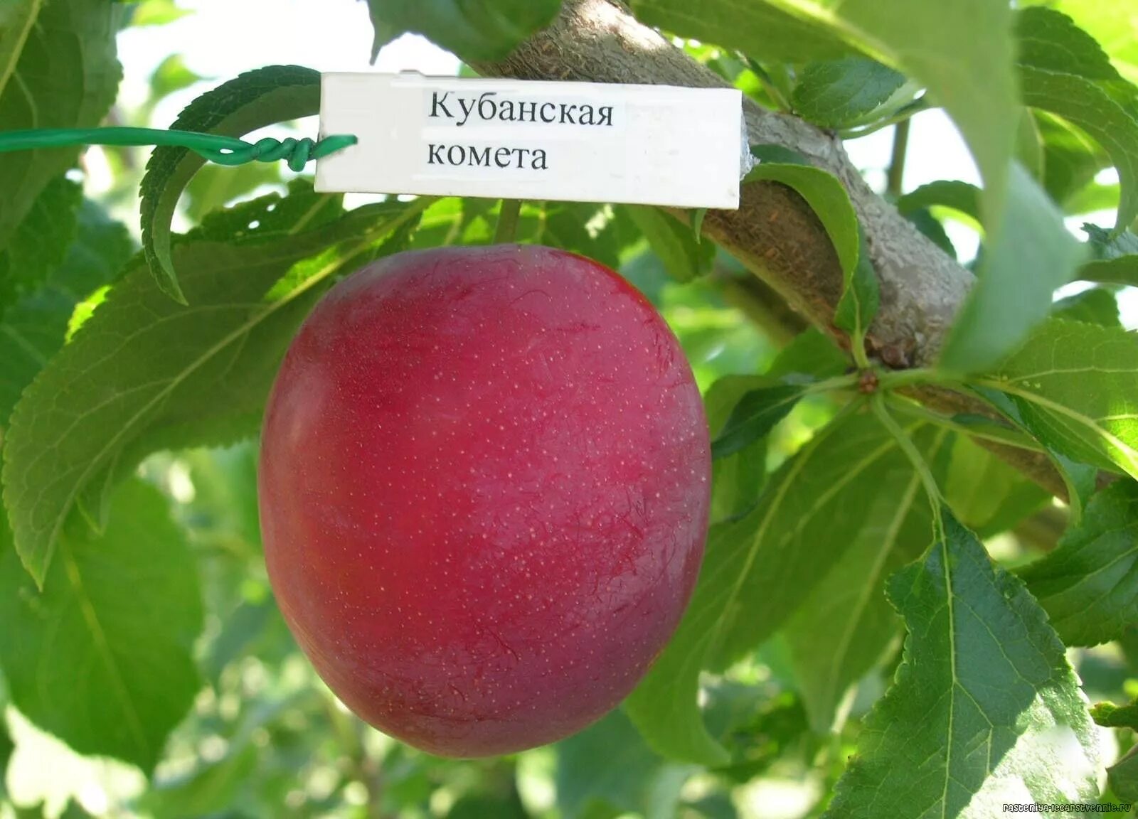 Алыча сорта опылители. Слива алыча кубанская комета. сорт алычи кубанская комета. слива русская (алыча) кубанская комета.