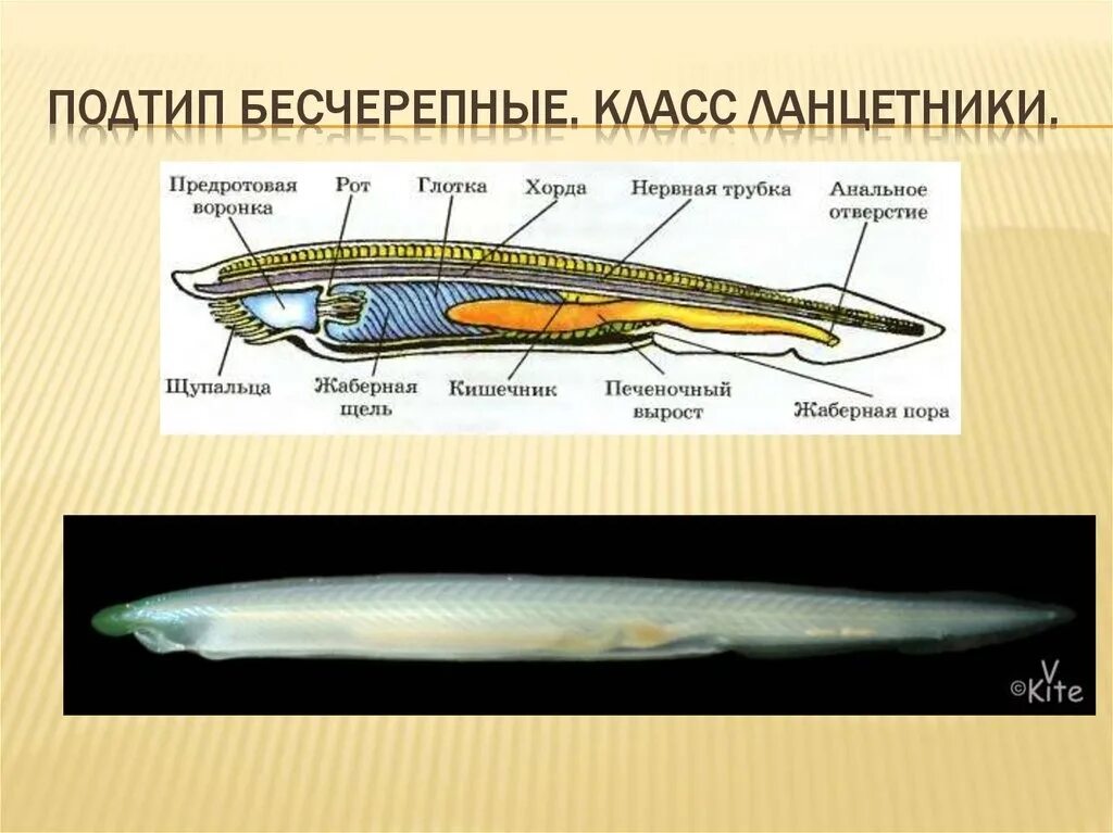 Бесчерепные беспозвоночные