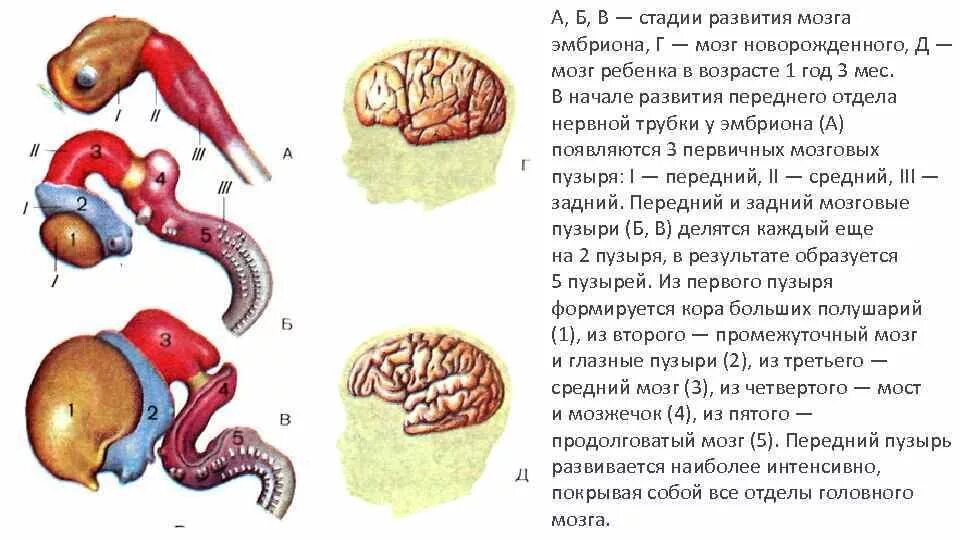 Внутриутробное развитие мозга. Развитие головного мозга в онтогенезе. Эмбриогенез мозга человека. Онтогенез нервной системы (3 мозгового пузыря, 5 мозговых пузырей).. Стадии развития головного мозга человека.