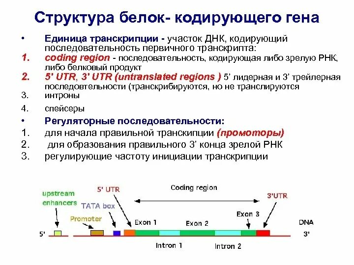 Ген структура Гена. Строение Гена ДНК. Кодирующие участки ДНК. Кодирующие последовательности ДНК.