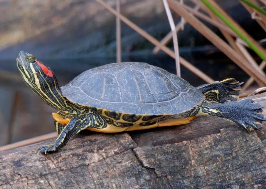 Черепаха рост. Красноухая Пресноводная черепаха. Морская черепаха красноухая. Американская красноухая черепаха. Красноухие Черепашки.