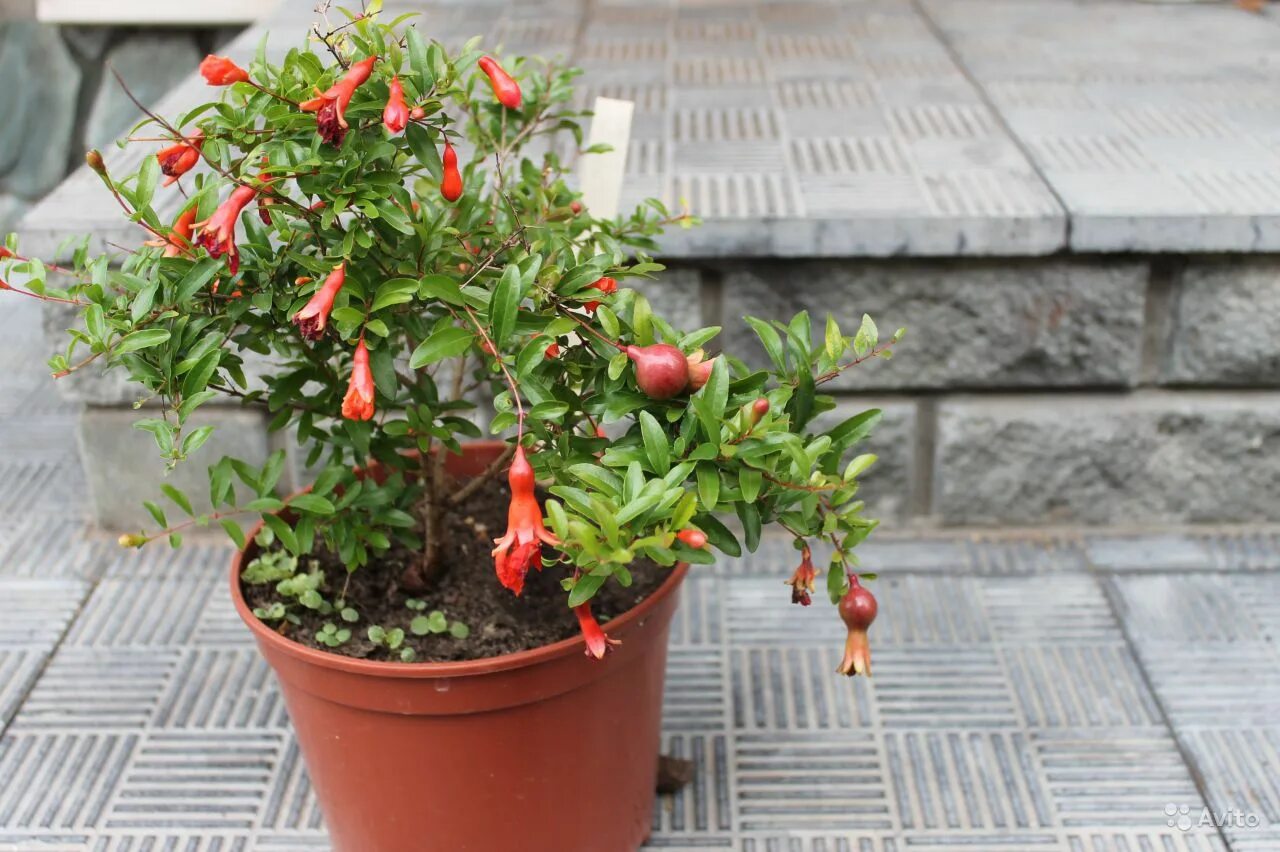 Как вырастить гранат дома. Карликовый гранат из семян. Комнатный гранат нана. Гранат карликовый карфаген. Как вырастить гранат дома.