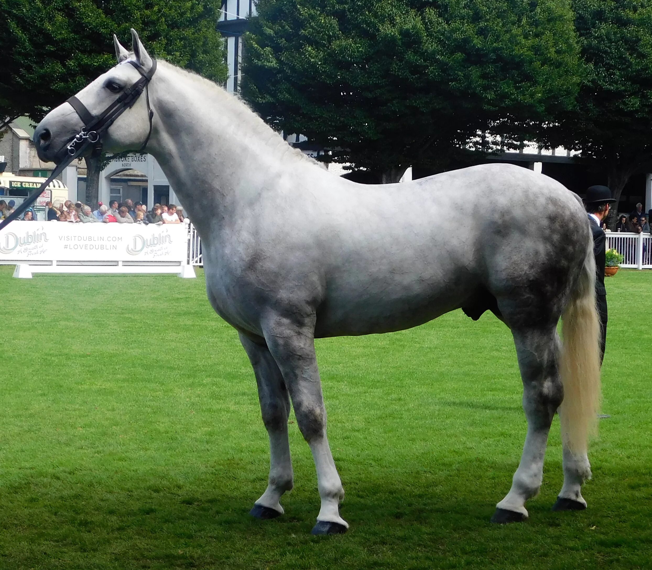 Тяжеловозы - самые большие и сильные лошади (20 фото) Paarden, Zebra's, Keeper